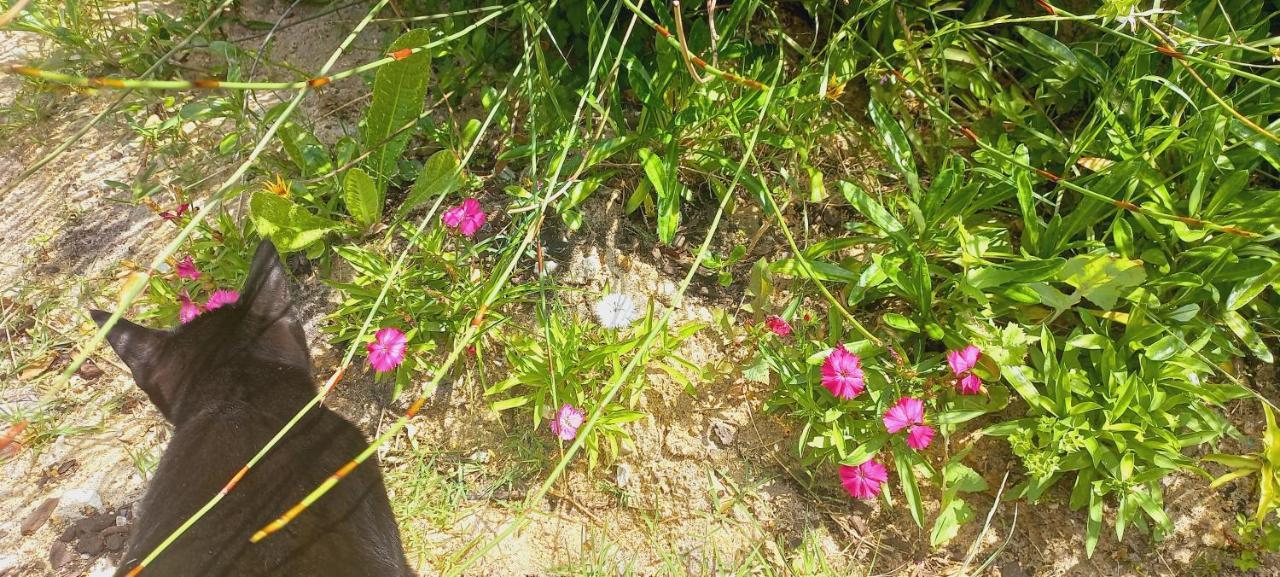 Bettyʼs Bay Cat Nap Cottage מראה חיצוני תמונה